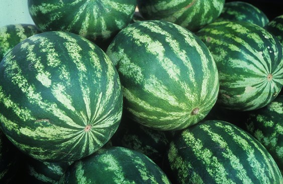 Watermelon Mosaic Virus